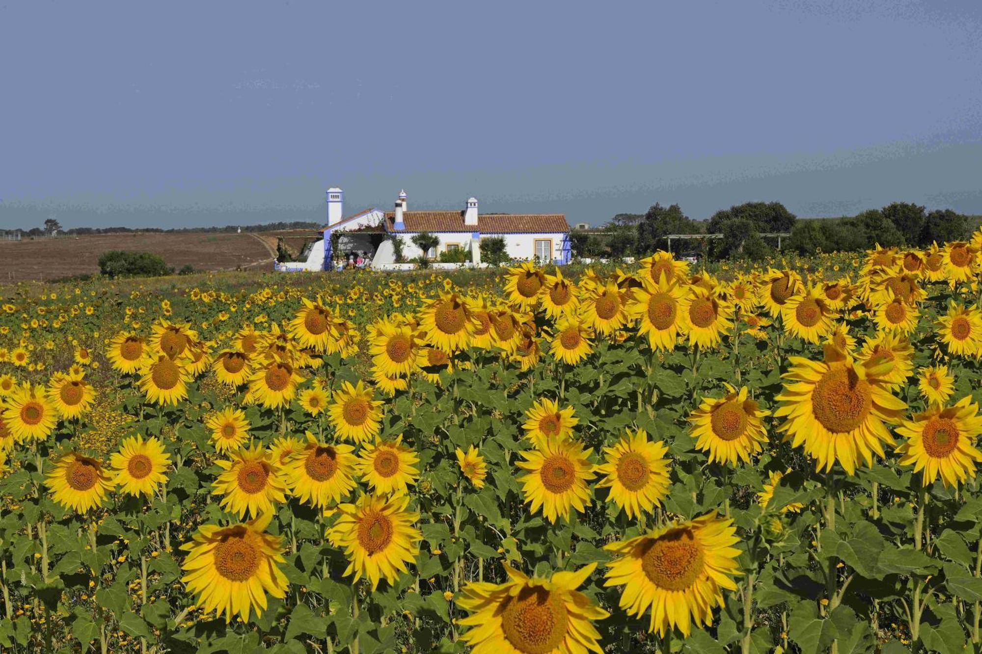 Herdade Do Touril Zambujeira do Mar Exterior photo